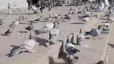 泰国曼谷步行街上成群的鸽子。 库存。 一群鸽子为食物而战，许多人在挣扎